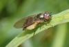 Melanostoma mellinum